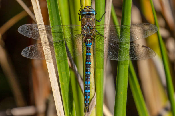 istock Southern Hawker Dragonfly resting on a leaf in Norfolk 1049438066