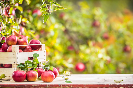 Fresh ripe red apples in wooden crate on garden table.