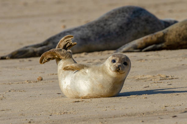 sello del perrito en la playa como parte de la lobería de horsey, norfolk - foca fotografías e imágenes de stock