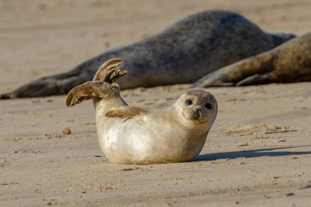 yavru fok colony horsey, norfolk adlı parçası olarak sahilde mühür - ian stok fotoğraflar ve resimler