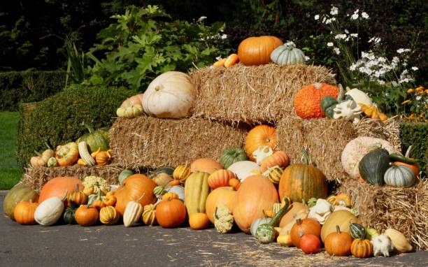 istock Beautiful Display Of Pumpkins 1049447318