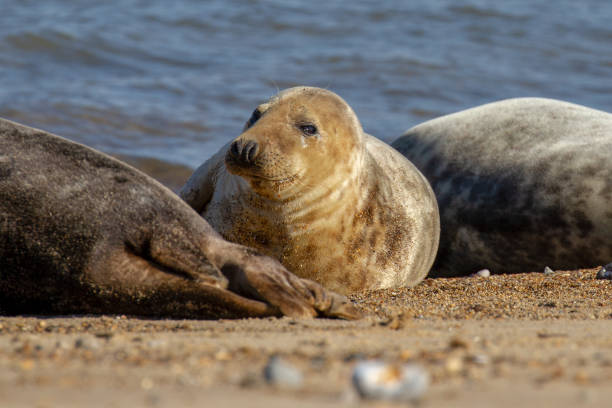 istock Seals at the Seal Colony on the beach at Horsey, Norfolk 1049449708