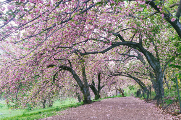 istock NYC Central Park Path through a Canopy of Blooming Spring Cherry Blossom Trees 1049450356