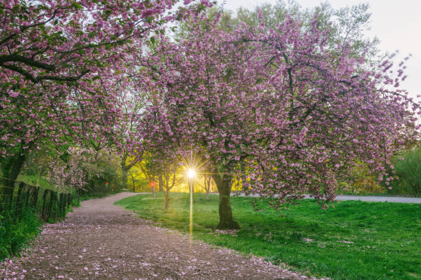 istock NYC Central Park Path through Blooming Spring Cherry Blossom Trees at Dusk 1049451254