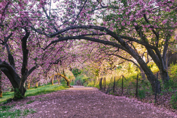 istock NYC Central Park Path through Blooming Spring Cherry Blossom Trees at Dusk 1049452828