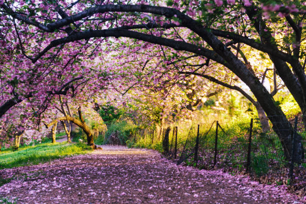 istock NYC Central Park Path through Blooming Spring Cherry Blossom Trees at Dusk 1049454210