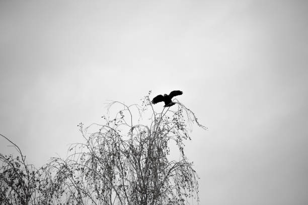 istock black crows fly autumn day on Halloween 1049454392
