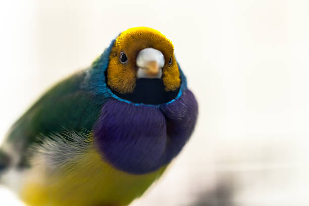 cute colorful Sun Conure parrot birds on the branch