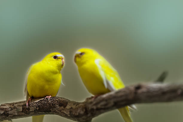 istock cute beautiful Sun Conure parrot birds 1049461840