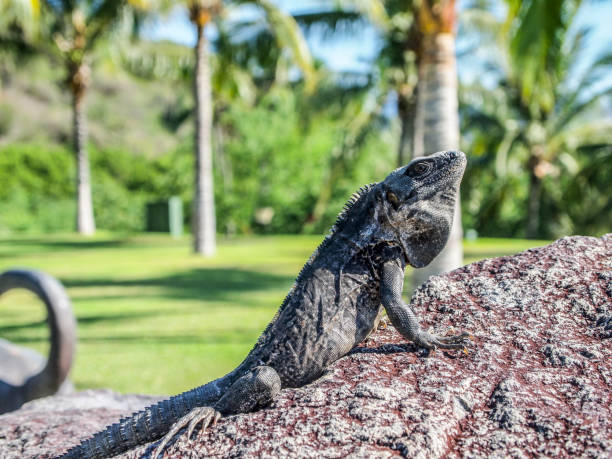istock beautiful iguana sunbathing on a stone with a green background 1049462520