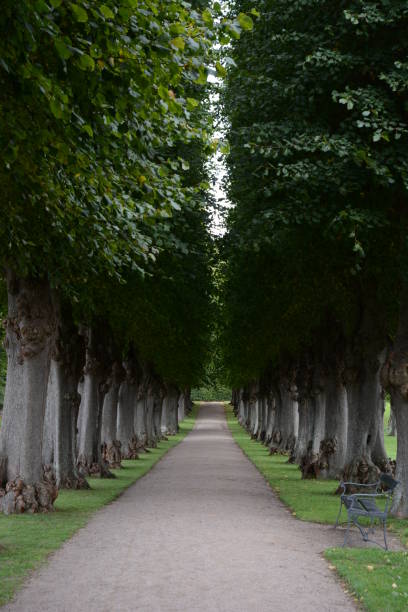 istock Avenue in the park 1049464916