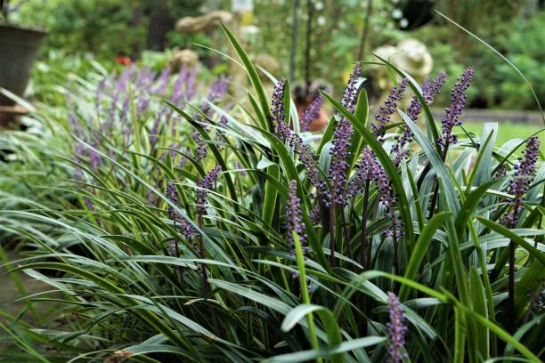 istock Lily turf or Liriope muscari 1049471940