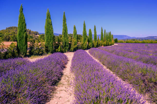 Blooming lavender fields and cypress trees in Provence, France