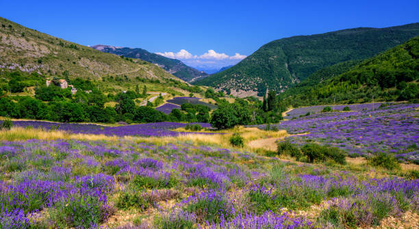 Blooming lavender fields in Provence, France