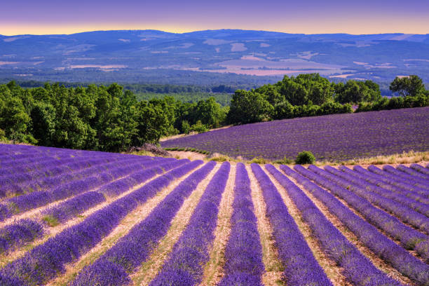 istock Blooming lavender fields in Provence, France 1049472750