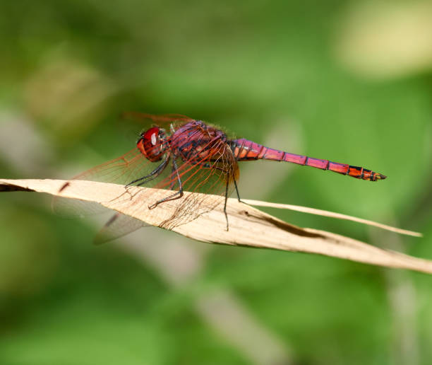 istock detail of dragon fly 1049472894