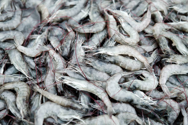istock Fresh Shrimps on a Seafood Market 1049473318