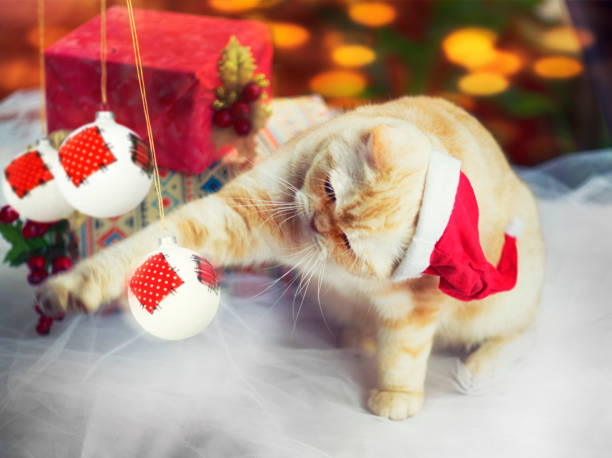 istock Cat Playing with Christmas Tree Ornaments 1049475518