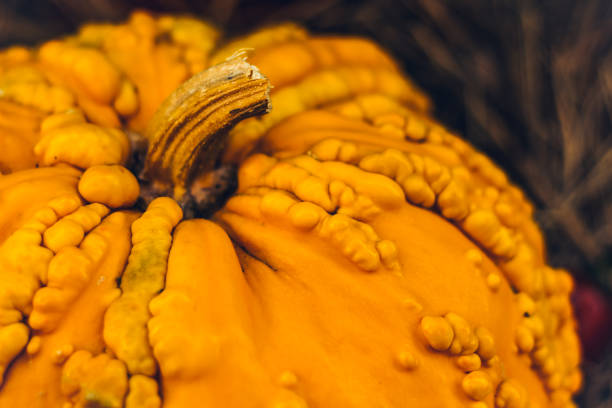 istock Autumn Pumpkin Thanksgiving Background - orange pumpkins over rusty background. Halloween pumpkins 1049475672