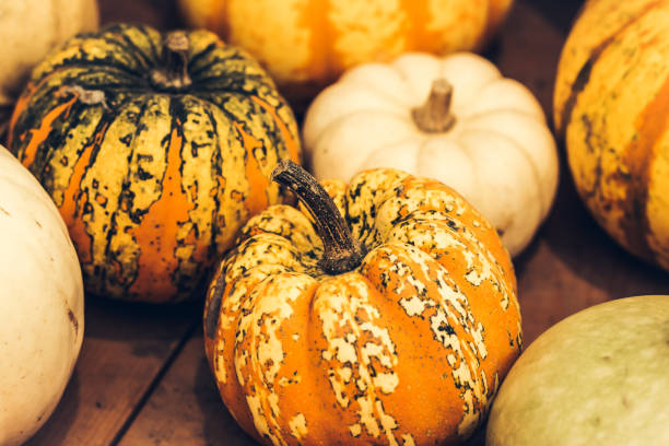 istock ripened pumpkins painted in spotted yellow green color 1049475860