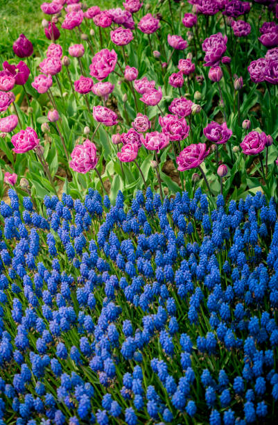 istock Amazing colorful Spring flowers in nature 1049476716