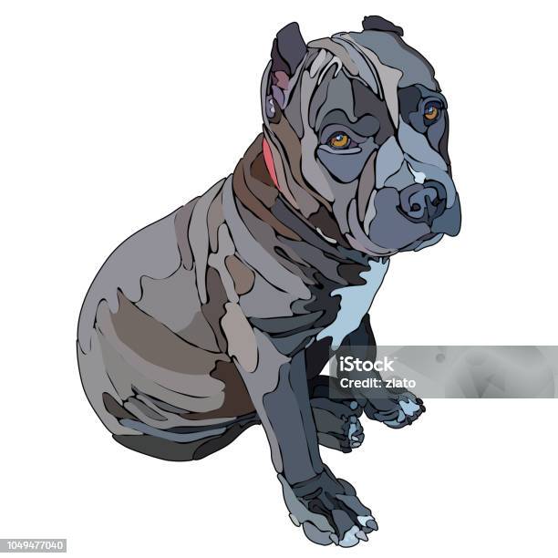 Pitbull Vector Illustration Stock Illustration - Download Image Now - Pit Bull Terrier, Anger, Animal