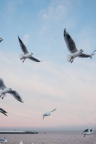 istock Flock of seagulls 1049479652