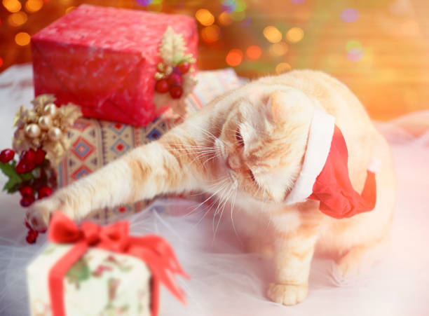 istock Cat Playing with Christmas Presents 1049479668