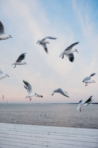 istock Flock of seagulls 1049480778