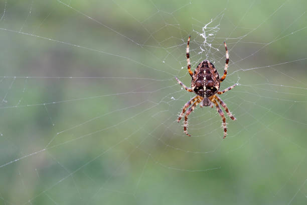 istock Orb Weaver Spider - Araneus Diadematus 1049484936