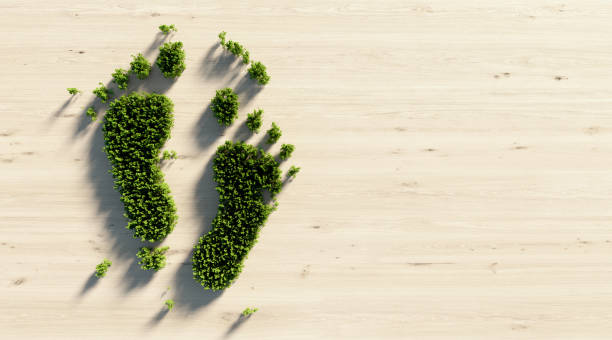 human foot print symbol made of green tress : green energy and carbon footprint concept - recycling carbon footprint footprint sustainable resources imagens e fotografias de stock