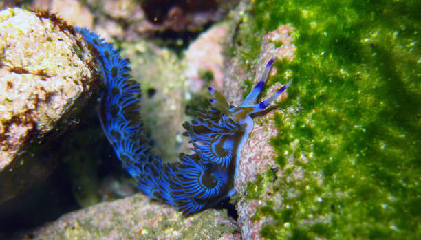 pteraeolidia ianthina nudi branchia, nudibranche, limace de mer - nudibranch photos et images de collection