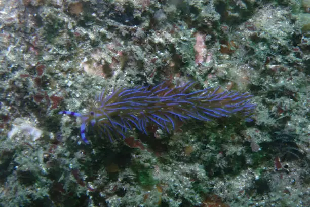 Photo of Pteraeolidia ianthina, bare gill, nudibranch, sea slug