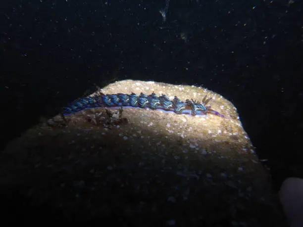 Photo of Pteraeolidia ianthina, bare gill, nudibranch, sea slug