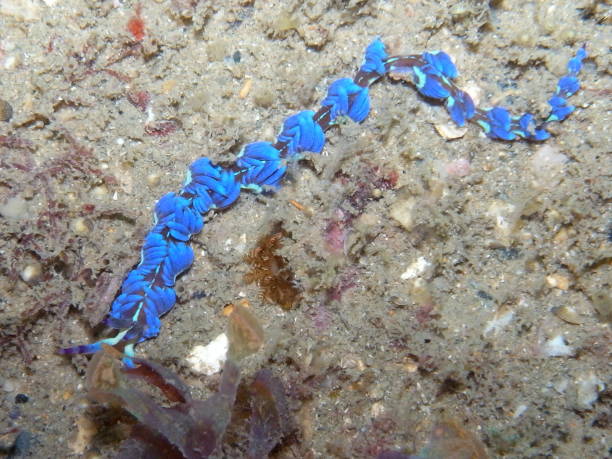 istock Pteraeolidia ianthina, bare gill, nudibranch, sea slug 1049489002