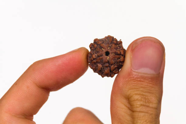 istock Single Rudraksha Bead Seed between fingers on white 1049489412
