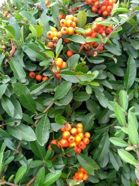Superb summer time garden orange shrub arrangement