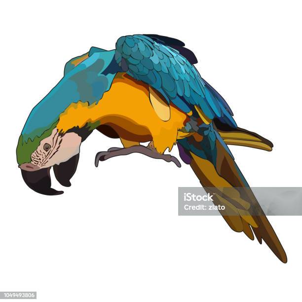 Vector Colorful Tropical Parrot Stock Illustration - Download Image Now - Animal, Animal Wildlife, Animal Wing