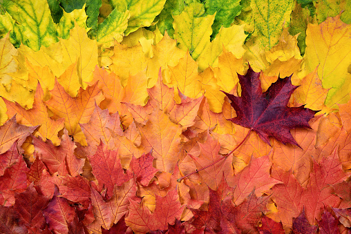 The composition of multi-colored leaves with a smooth color transition.