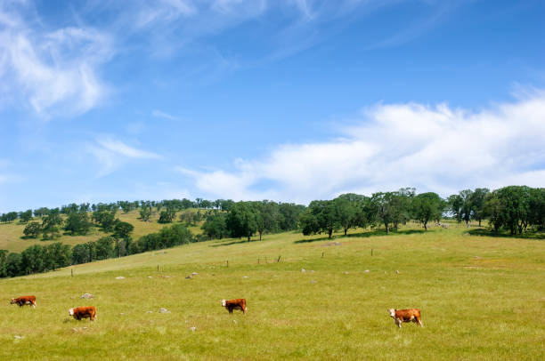 istock Catle Grazing Near Oak Trees 1049497596