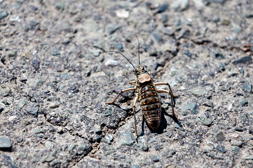 Close-up on an Mongolian cricket (Deracantha onos).