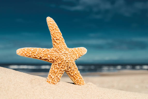 seestern, sanddüne, meer, brandung, himmel - starfish wave stock-fotos und bilder