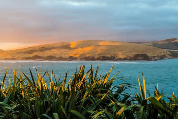 호 키 앙 아 머리, 뉴질랜드 노스 랜드 - new zealand flax 뉴스 사진 이미지