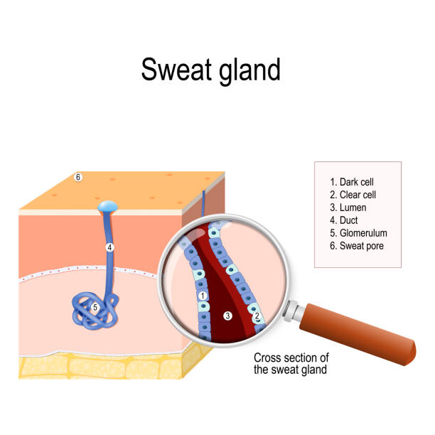 sweat gland. sweat gland. cross-section of the human skin, with the sweat gland. Close-up of  dark and clear cells, lumen, sweat duct, glomerulum and pore. labeled Vector diagram for educational, medical, biological and science use sweat gland stock illustrations