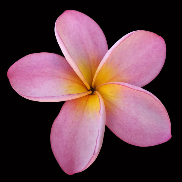 istock Pink Frangipani plumeria flower 1049506152