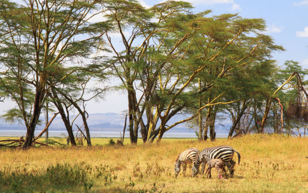 istock Zebras family in Kenya 1049506188