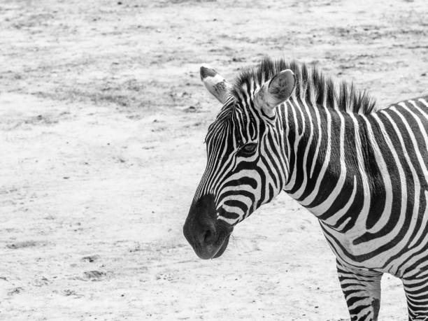 istock African Zebra Portrait in Black & White 1049506234