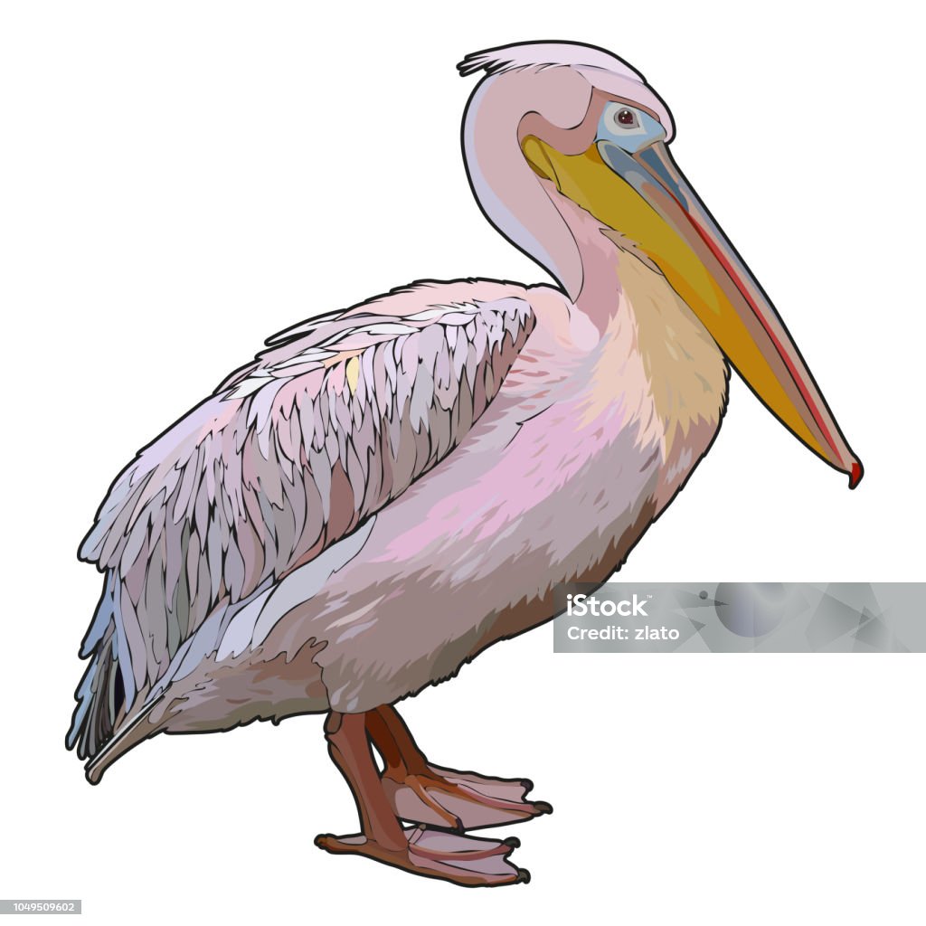 Pelican in vector Pelican. Tropic colorful bird. Vector illustration, EPS 10 Animal stock vector
