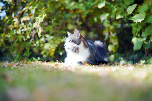 Cat relaxing in a garden by a tree in the summer sunshine