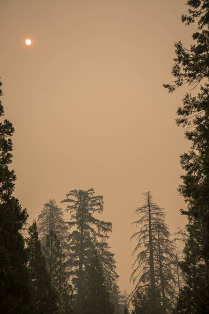 istock Forest fire in Yosemite National Park 1049510082